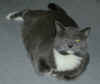 cat_001.jpg (99558 bytes)