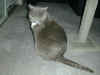 cat_003.jpg (120087 bytes)