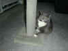 cat_004.jpg (109672 bytes)