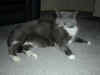cat_008.jpg (108263 bytes)
