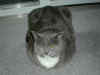 cat_010.jpg (113438 bytes)
