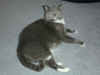 cat_011.jpg (123036 bytes)