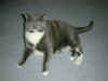 cat_014.jpg (129172 bytes)