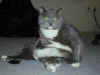 cat_015.jpg (83118 bytes)