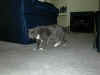 cat_017.jpg (87054 bytes)