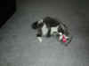 cat_019.jpg (107579 bytes)