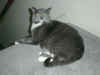 cat_021.jpg (112389 bytes)