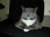cat_023.jpg (80700 bytes)