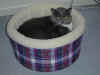 cat_026.jpg (99527 bytes)