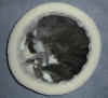cat_028.jpg (50733 bytes)
