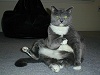 cat_030.jpg (107187 bytes)