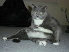 cat_031.jpg (116498 bytes)