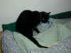 kahlua_2.jpg (89218 bytes)